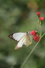 Borboleta