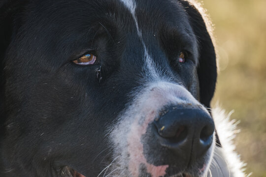 Central Asian Shepherd Dog in the mountains in the backlight of the setting sun, a portrait of a resting shepherd dog