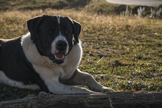 Central Asian Shepherd Dog in the mountains in the backlight of the setting sun, a portrait of a resting shepherd dog