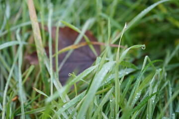 Autumn Rain
