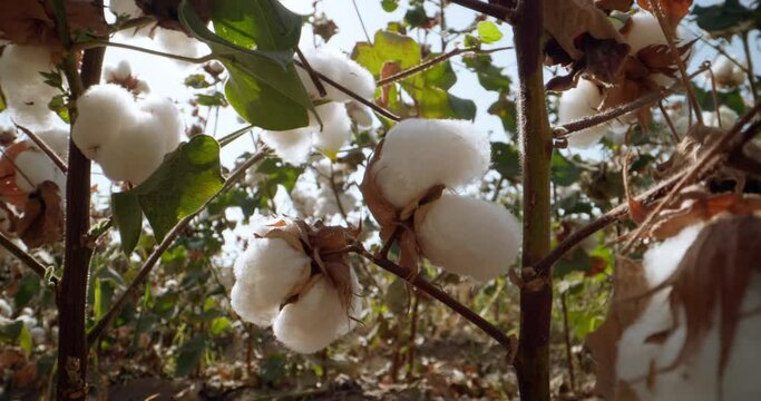 Camera moves between bushes of ripe cotton, extreme closeup dolly probe lens view. Agricultural business for growing cotton in the fields in the southern countries. Industrial cotton production.