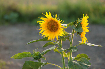 agricultural industry