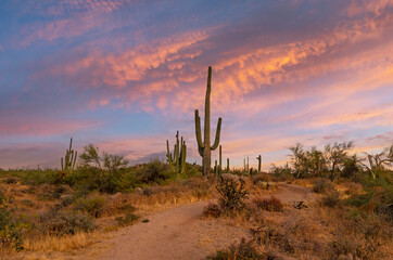 Sunset Clouds Along A Desert Hiking Trail In North Scottsdale AZ
