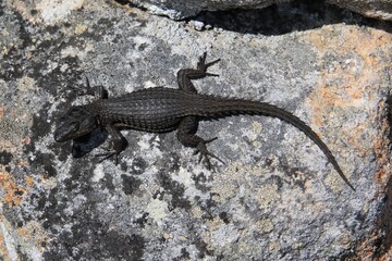 Lavaechse Galapagos Island