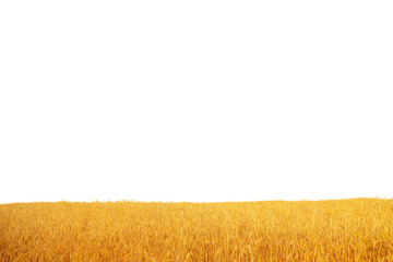 summer field with ripe wheat, isolated © Елена Челышева