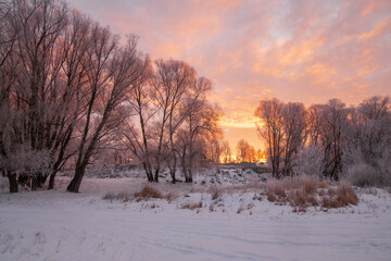 sunset in the forest