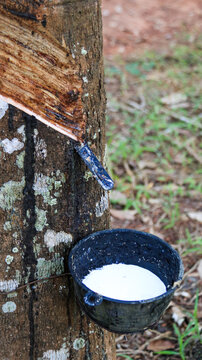 Rubber tree tapping scars and black bow to store natural latex