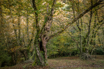 Old chestnut tree in autumnal forest