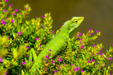 Bronchocela jubata, commonly known as the maned forest lizard, is a species of agamid lizard found...