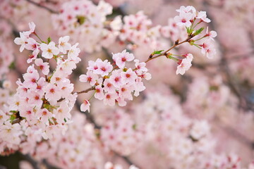 桜に満たされた春