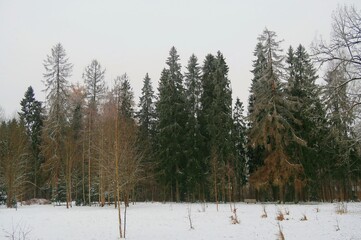 forest in winter