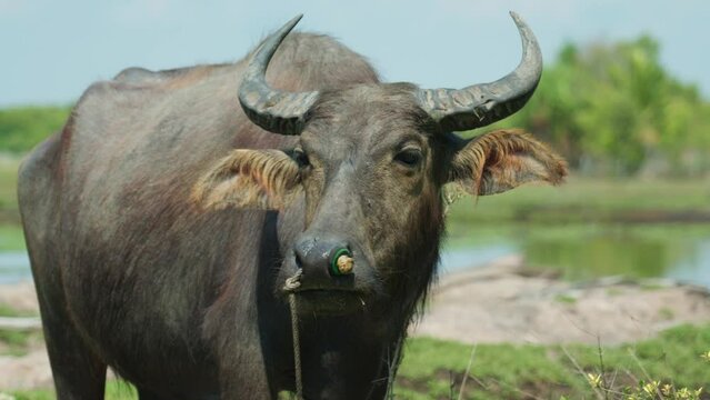 Closeup of a beautiful Carabao eating grass by the river on a sunny day