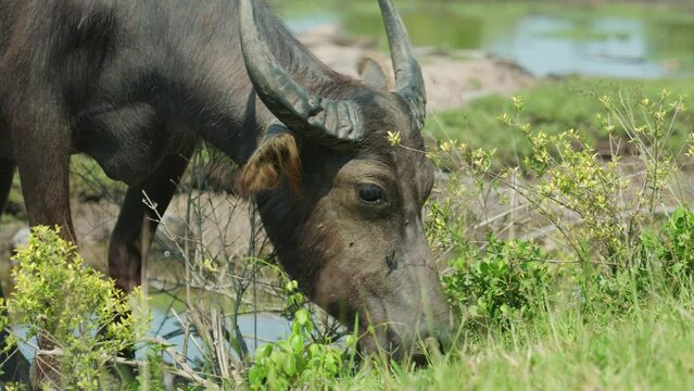 Closeup of a beautiful Carabao eating grass by the river on a sunny day