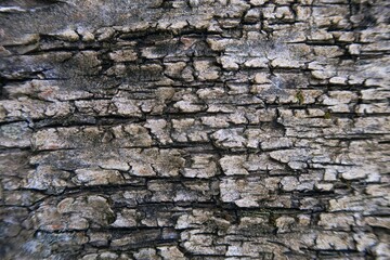 bark of tree