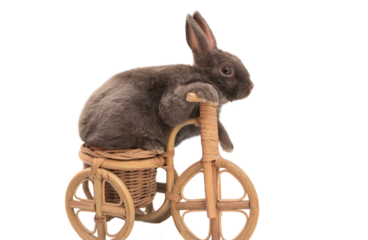 fluffy gray pet rabbit sitting on a toy bike, isolated on a white background