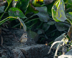 A Blue throat resting on a stone