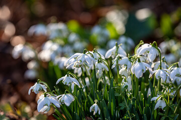 Obraz premium Pretty snowdrop flowers in the February sunshine