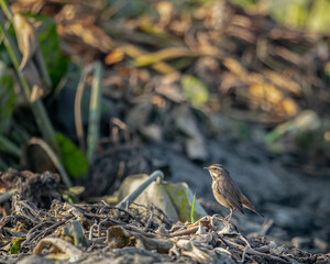A Blue throat resting