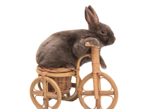 fluffy gray pet rabbit sitting on a toy bike, isolated on a white background