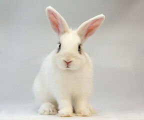 white rabbit on grey background