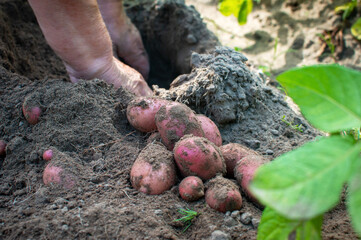 The hands of an elderly woman dig up a piece of ripe potatoes from the surface. Selective focus. The process of harvesting potatoes by hand at home.