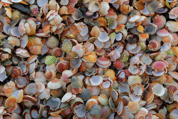 coquille saint jacques vide sur la plage
