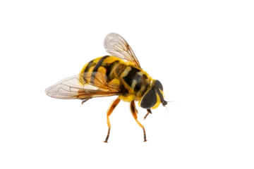 Rolgordijnen insect bee, macro, isolate on a white background © Елена Челышева