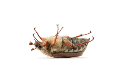 coleoptera class insect, may beetle, crunch, clipping isolate on a white background