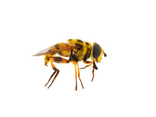 Fototapeta insect bee, macro, isolate on a white background obraz