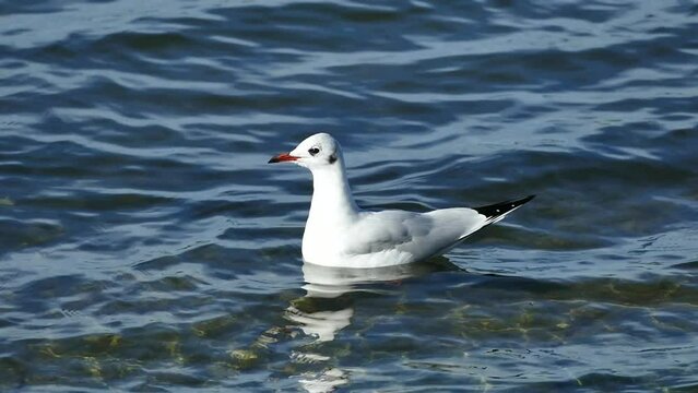 M&ouml;we schwimmt auf einem See, Flu&szlig;, Ozean, und l&auml;&szlig;t sich von den Wellen schaukeln