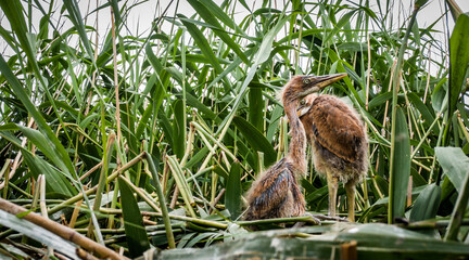 Purple heron (Ardea purpurea) chicks in the nest