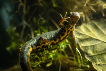 Italian crested newt (Triturus carnifex) female with yellow underside during aquatic phase
