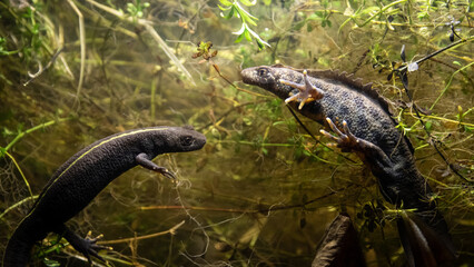 Italian crested newt (Triturus carnifex) male and female comparsion during aquatic phase - obrazy, fototapety, plakaty