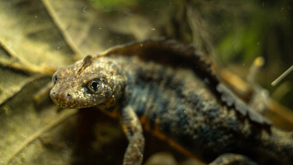 Italian crested newt (Triturus carnifex) male with prominent crest during aquatic phase, close-up