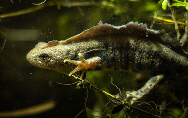 Italian crested newt (Triturus carnifex) male with prominent crest during aquatic phase, close-up