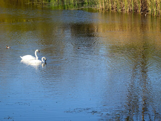 Reflection of sky and trees on the surface of the lake with two swans that swim on it on an autumn...