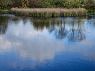 Reflection of  the blue sky,  white clouds, reeds and trees in the smooth surface of the lake on an autumn sunny day