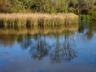 The blue sky, autumn trees, and coastal reeds are reflected in the smooth surface of the lake on an autumn sunny day. 