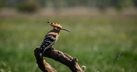 Eurasian hoopoe (Upupa epops) resting on a branch in a meadow © firesalamander