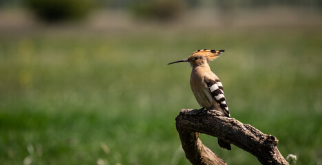 Eurasian hoopoe (Upupa epops) resting on a branch in a meadow © firesalamander
