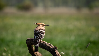 Eurasian hoopoe (Upupa epops) resting on a branch in a meadow