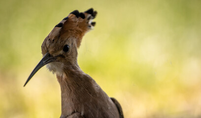 Eurasian hoopoe (Upupa epops) close-up