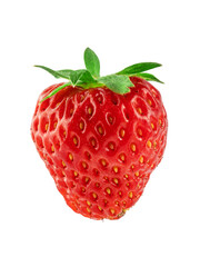 wild strawberry berries, medicinal plant, isolate on a white background