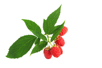ripe red forest raspberries without leaves, isolate on a white background