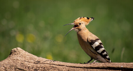 Eurasian hoopoe (Upupa epops) calling on a branch in a meadow