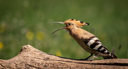 Eurasian hoopoe (Upupa epops) calling on a branch in a meadow © firesalamander
