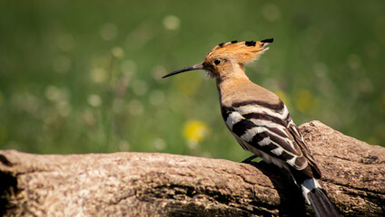 Eurasian hoopoe (Upupa epops) resting on a branch in a meadow © firesalamander