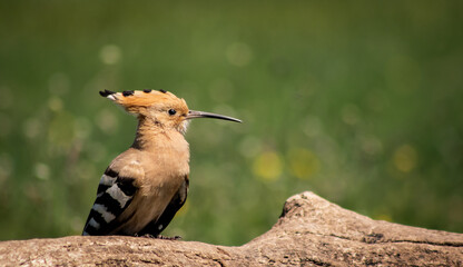 Eurasian hoopoe (Upupa epops) resting on a branch in a meadow © firesalamander