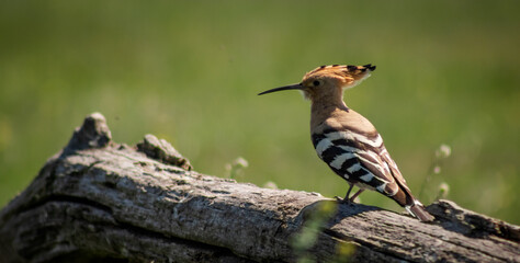 Eurasian hoopoe (Upupa epops) resting on a branch in a meadow