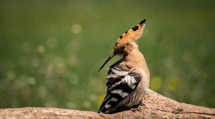 Eurasian hoopoe (Upupa epops) preening on a branch in a meadow